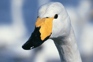 鳥