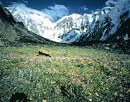 雪山と花